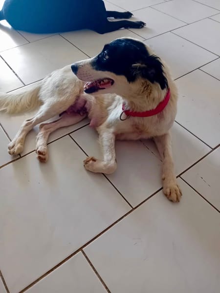 Ebène, femelle croisée berger, née le 01/01/2024🐶