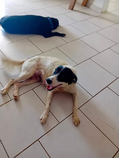 Ebène, femelle croisée berger, née le 01/01/2024🐶