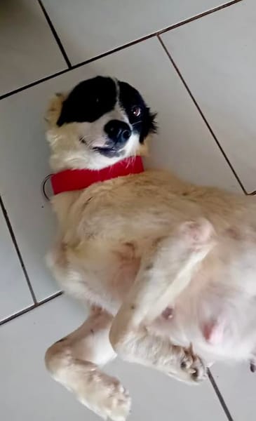 Ebène, femelle croisée berger, née le 01/01/2024🐶