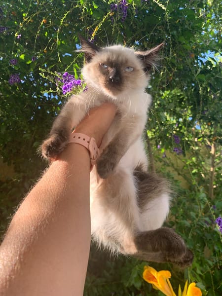CLARA