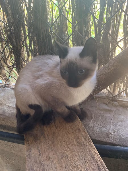 CESAR