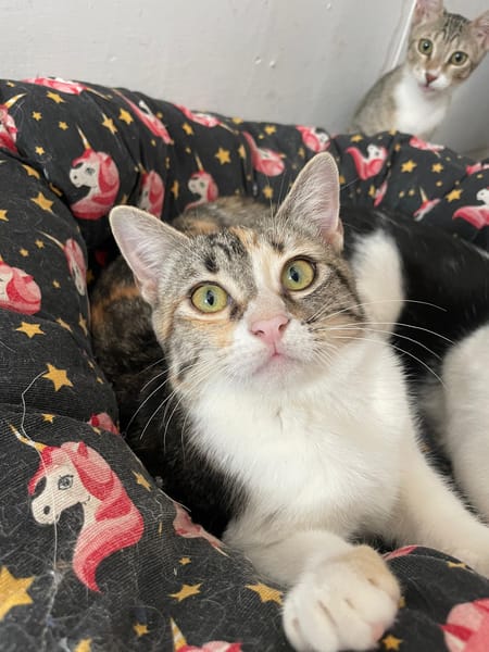 LUNA