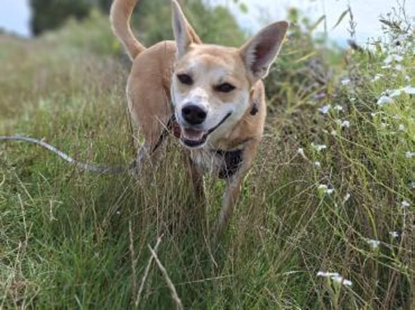Notfall Arya♥sucht liebevolles Zuhause