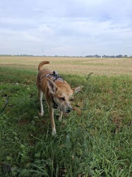 Notfall Arya♥sucht liebevolles Zuhause