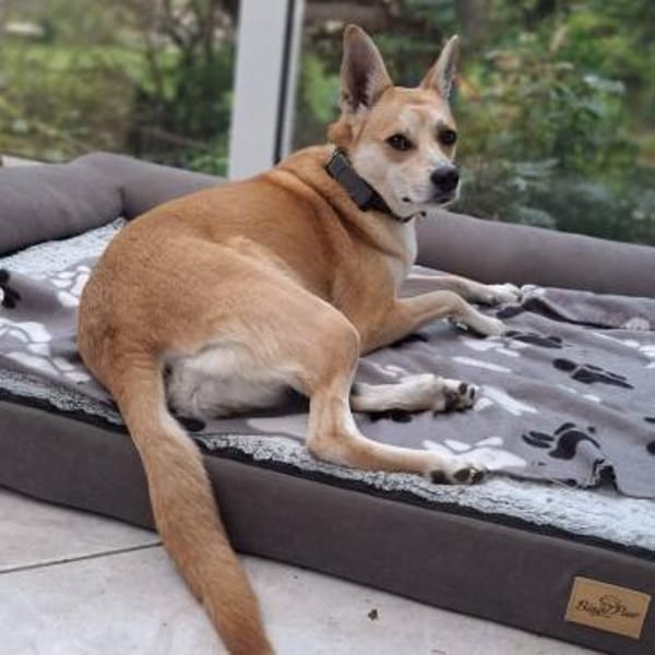 Notfall Arya♥sucht liebevolles Zuhause