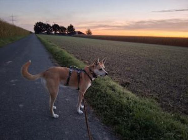 Notfall Arya♥sucht liebevolles Zuhause