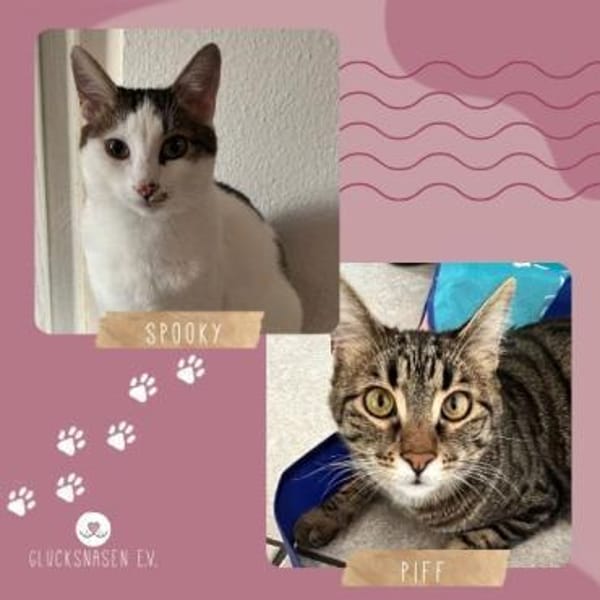 SOS - Kater Piff und Spooky suchen Dich