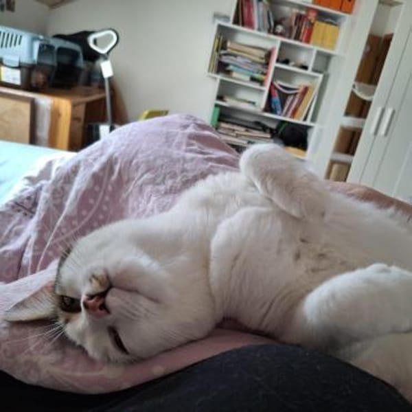 SOS - Kater Piff und Spooky suchen Dich