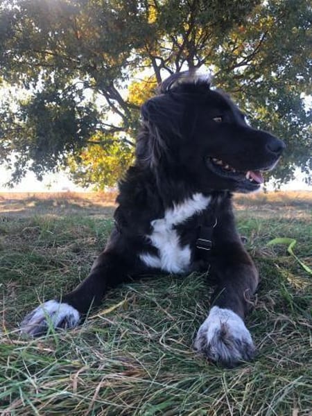Roxy sucht ihre Familie