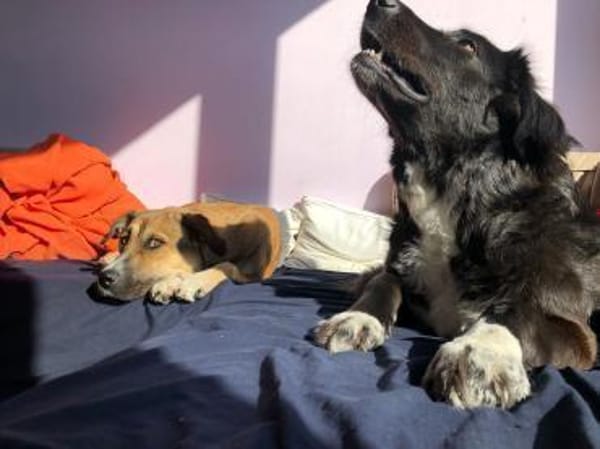 Roxy sucht ihre Familie