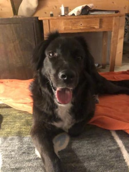 Roxy sucht ihre Familie