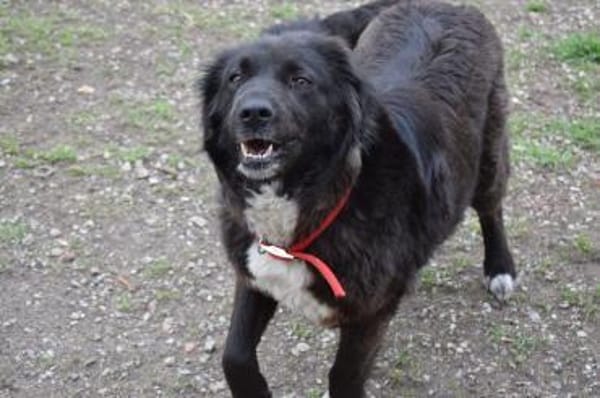 Roxy sucht ihre Familie