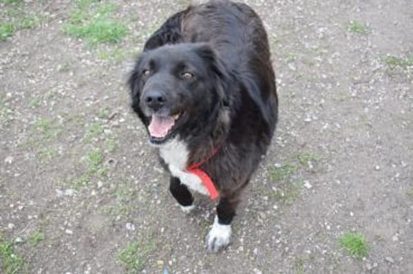 Roxy sucht ihre Familie