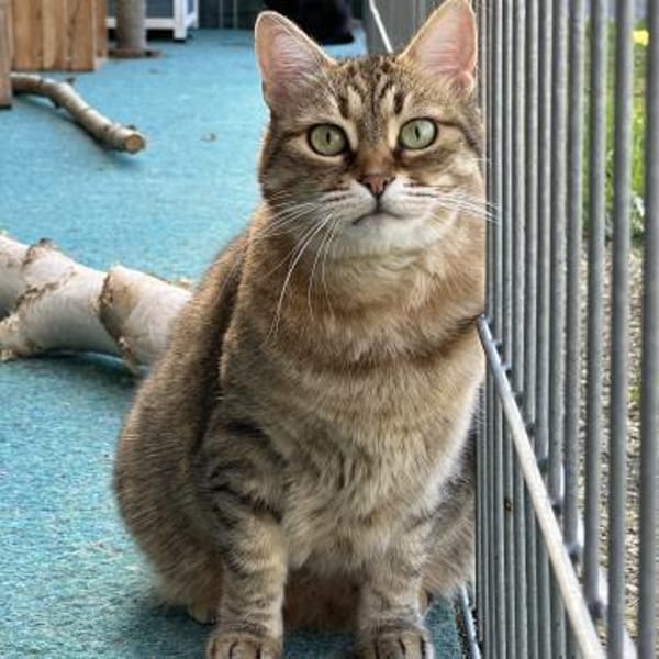 Schmusekatze Marcella wartet auf Dich