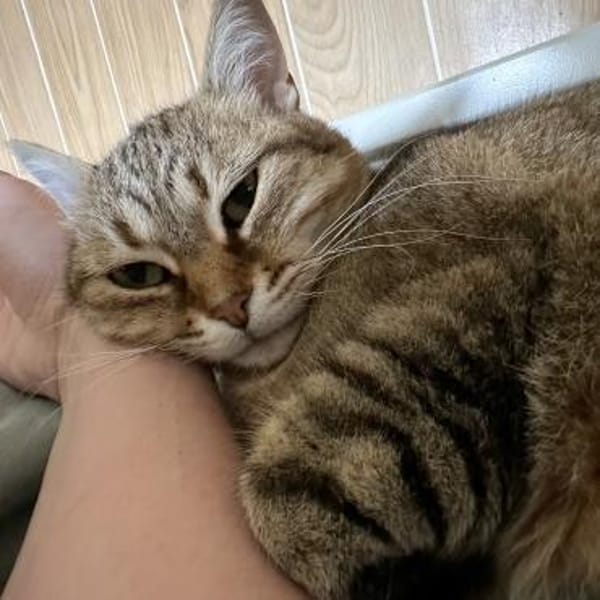 Schmusekatze Marcella wartet auf Dich