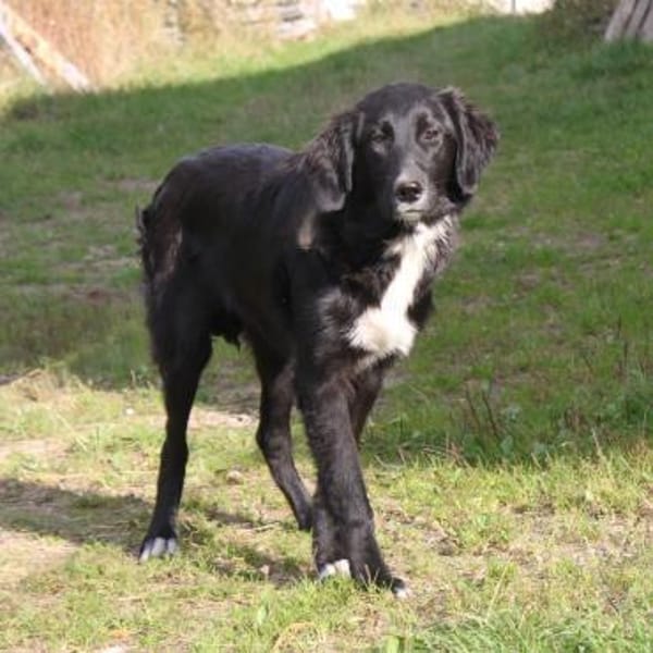 Lilly - Familienglück gesucht