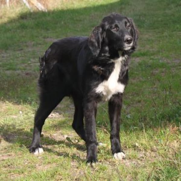 Lilly - Familienglück gesucht