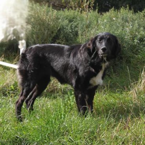 Lilly - Familienglück gesucht