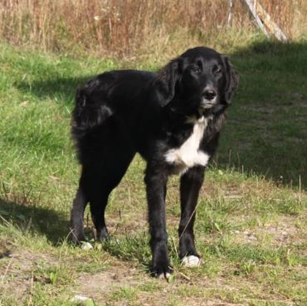 Lilly - Familienglück gesucht
