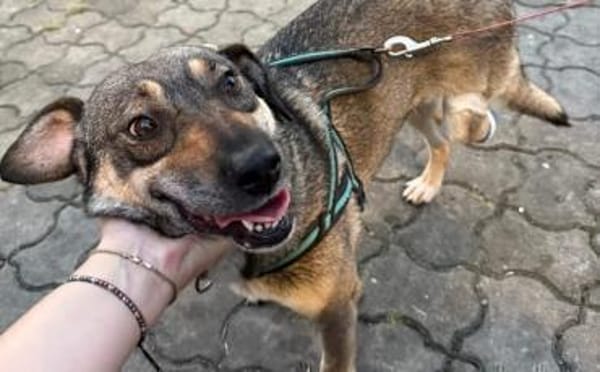 Zuhause gesucht für Joleen