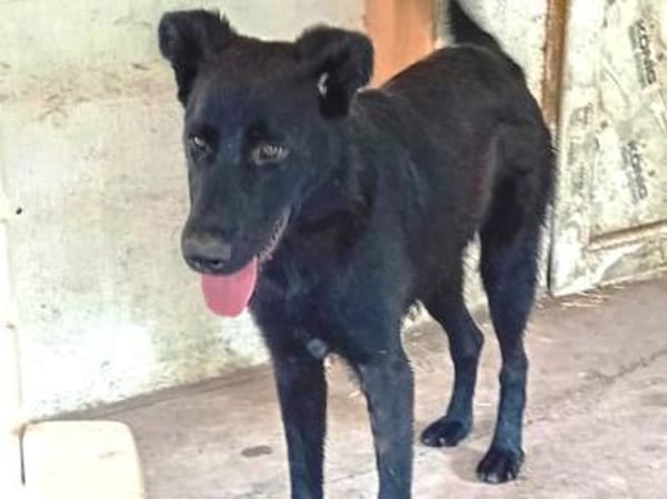 Liebenswerter Bosco sucht Familie