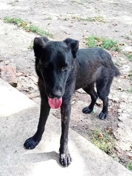 Liebenswerter Bosco sucht Familie
