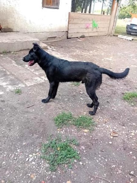 Liebenswerter Bosco sucht Familie