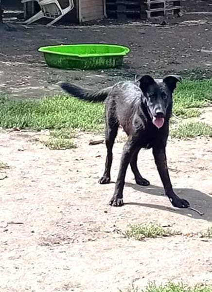 Liebenswerter Bosco sucht Familie
