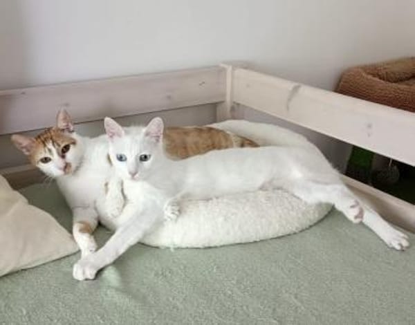 Wilma und Nelyo suchen zusammen