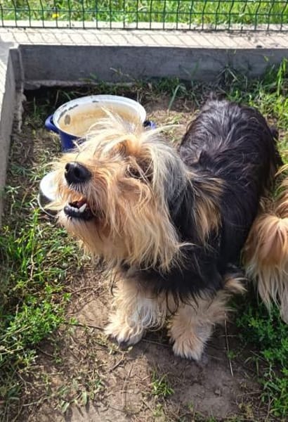 Missy sucht Faamilienanhang
