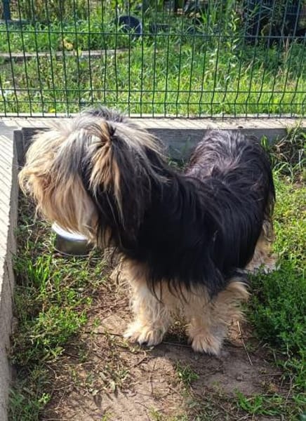 Missy sucht Faamilienanhang