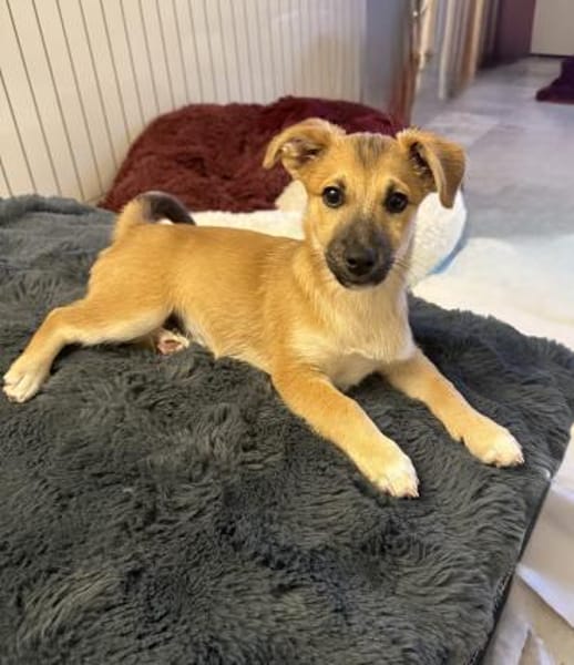 Aron sucht ein Zuhause