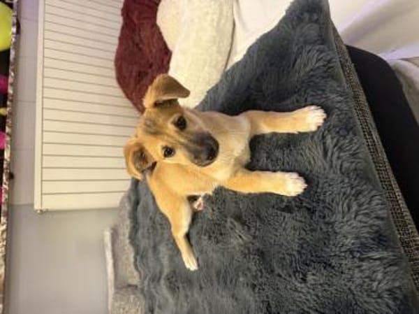 Aron sucht ein Zuhause