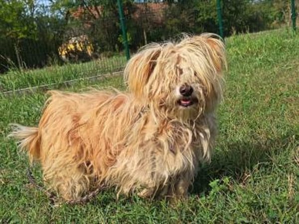 Liebenswerter Pami sucht Familie