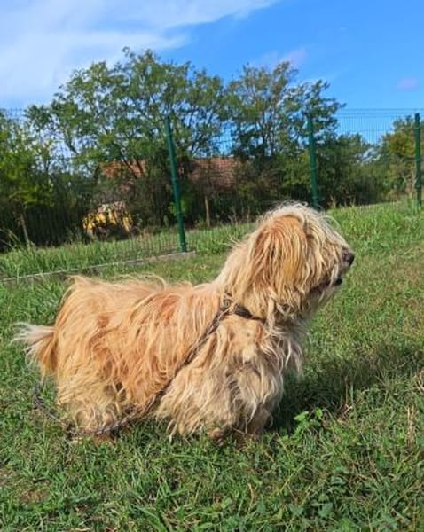 Liebenswerter Pami sucht Familie