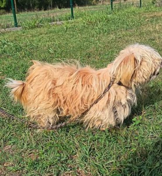 Liebenswerter Pami sucht Familie