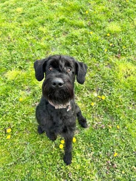 Iwoo, Riesenschnauzer (geb. 02/2021)