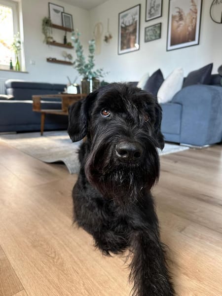 Iwoo, Riesenschnauzer (geb. 02/2021)