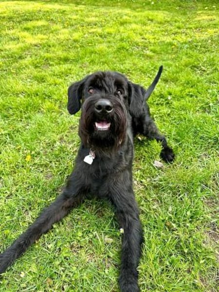 Iwoo, Riesenschnauzer (geb. 02/2021)