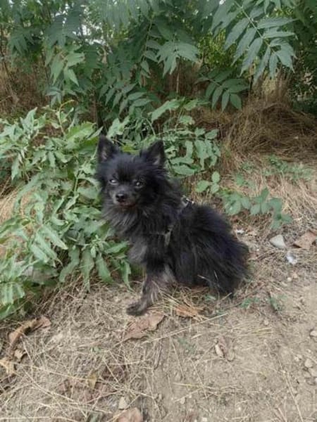 Pomeranien Bobby sucht ein Zuhause