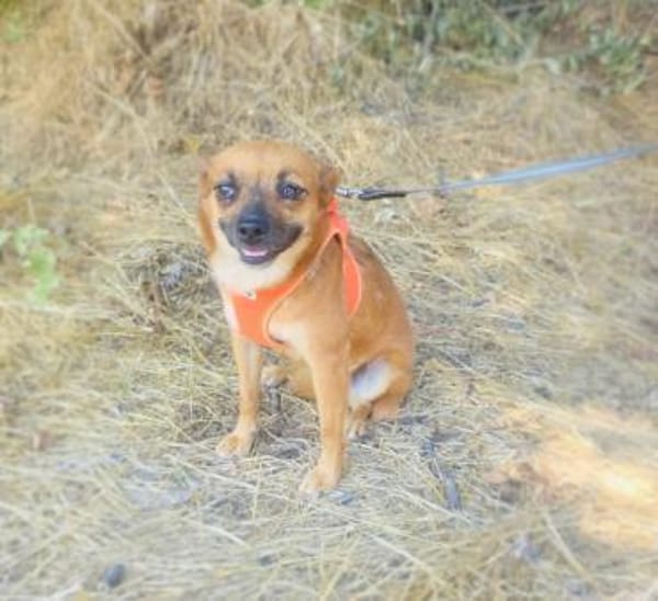 Bambi sucht ein Zuhause
