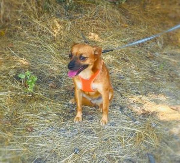 Bambi sucht ein Zuhause