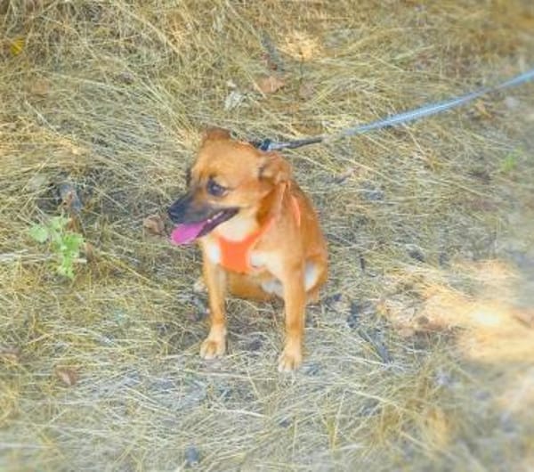 Bambi sucht ein Zuhause