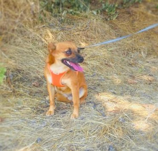 Bambi sucht ein Zuhause