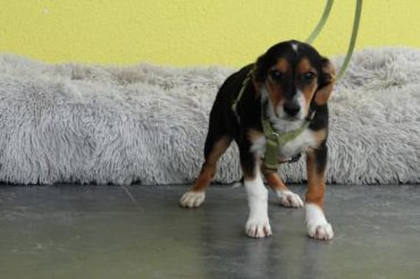 Rinello sucht für immer zu Hause...