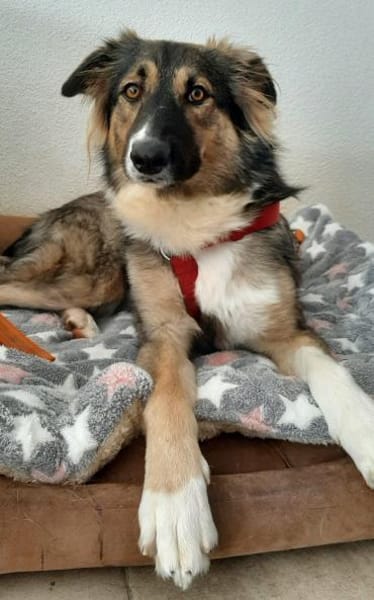Bernie sucht ein Zuhause