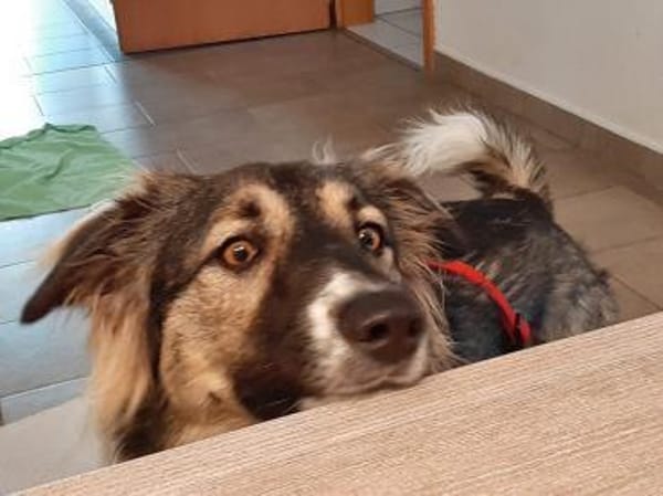 Bernie sucht ein Zuhause