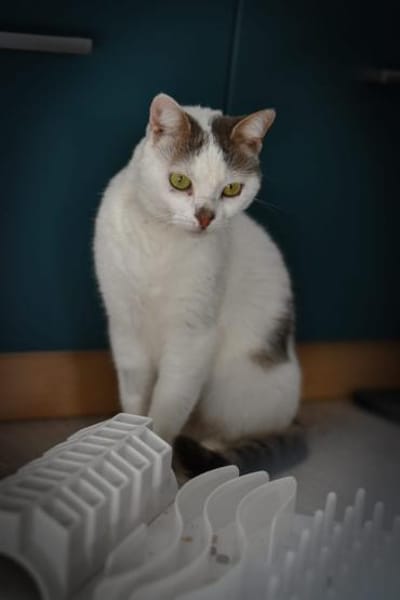 Mia  Ruhige Katzendame sucht Zuhause