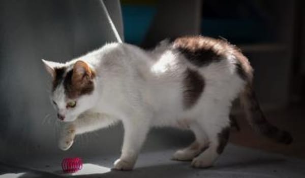 Mia  Ruhige Katzendame sucht Zuhause