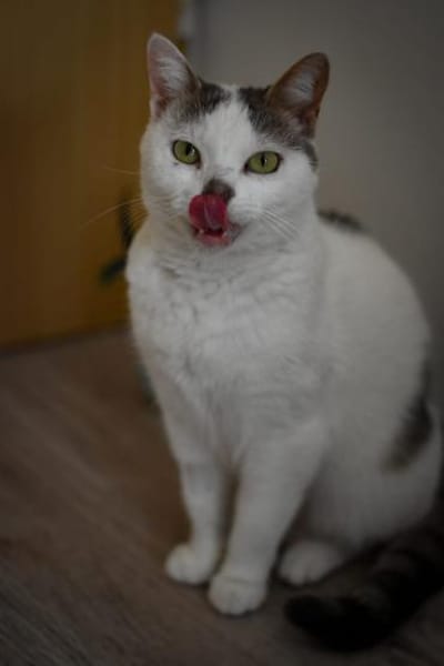 Mia  Ruhige Katzendame sucht Zuhause